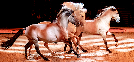 CAVALLUNA Pferde präsentiert von APASSIONATA World